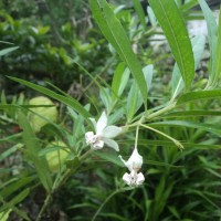 Gomphocarpus physocarpus E.Mey.